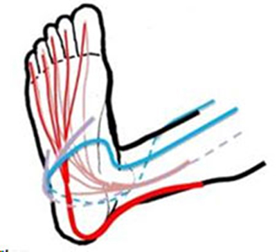 Illustration showing nerve pathways and connections in a human foot, highlighting key anatomical features for educational purposes.