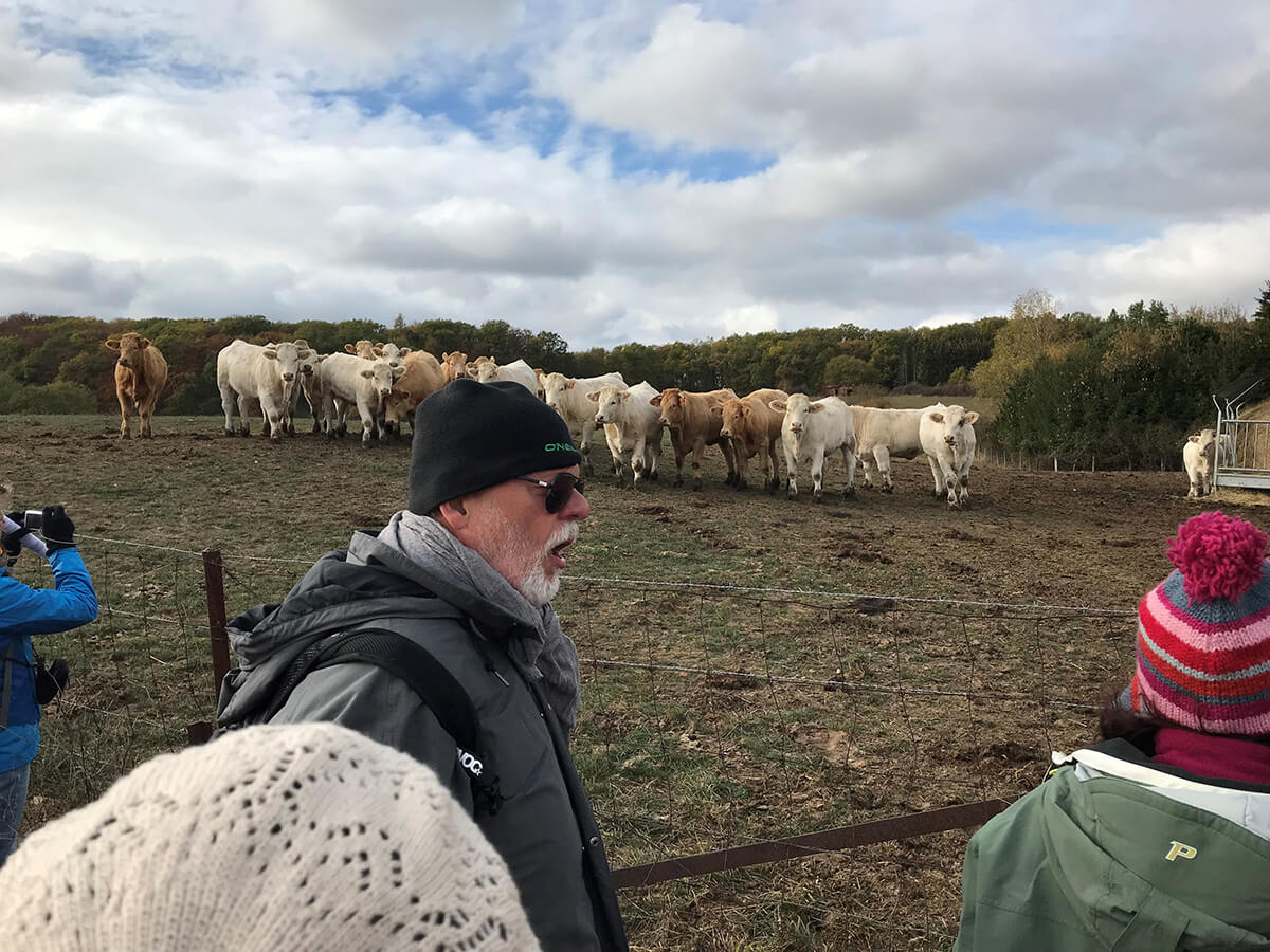 A group of people dressed in warm clothes observe a herd of cattle behind a fence on a farm under a cloudy sky.