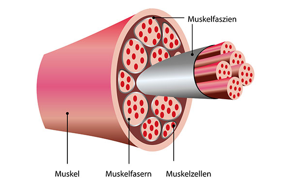 Illustration showing the anatomy of muscle tissue, including muscle, muscle fibers, and muscle cells.